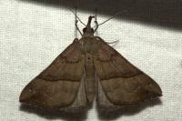 Hypena proboscidalis