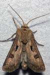 Agrotis exclamationis