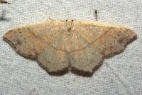 Cyclophora punctaria