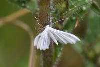 Pterophorus pentadactylus