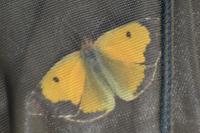 Colias crocea