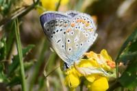 Polyommatus icarus