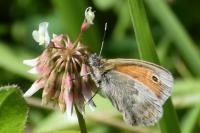 Coenonympha pamphilus