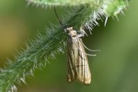 Chrysoteuchia culmella