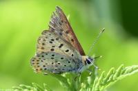 Lycaena tityrus