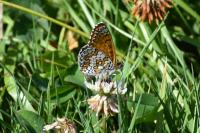 Melitaea cinxia
