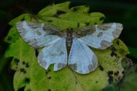 Lomaspilis marginata