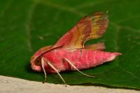 Deilephila porcellus