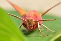 Deilephila porcellus