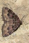 Triphosa dubitata