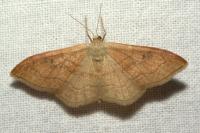 Idaea rubraria