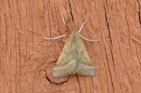 Synaphe punctalis