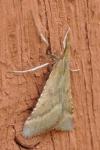 Synaphe punctalis