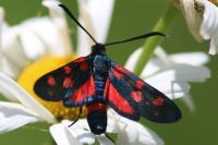 Zygaena ephialtes