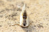 Cilix glaucata