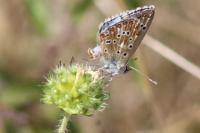 Lysandra bellargus