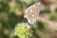 Lysandra bellargus