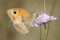 Maniola jurtina