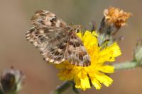 Carcharodus alceae
