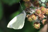 Pieris brassicae