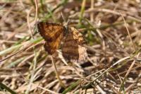 Ematurga atomaria