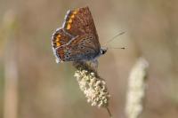 Aricia agestis