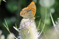 Argynnis paphia