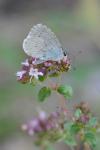 Celastrina argiolus
