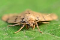 Paidia rica