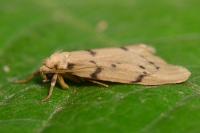Paidia rica