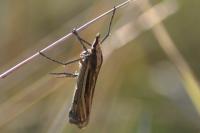 Ancylolomia tentaculella