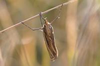 Ancylolomia tentaculella