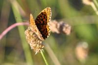 Boloria dia