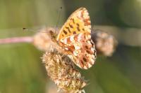 Boloria dia