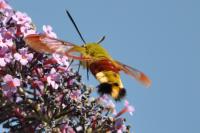Hemaris fuciformis
