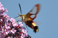 Hemaris fuciformis