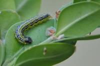 Cydalima perspectalis