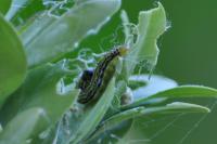 Cydalima perspectalis