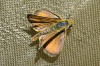 Thymelicus sylvestris