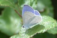 Celastrina argiolus