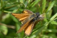 Thymelicus sylvestris