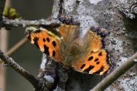 Nymphalis polychloros