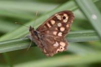 Pararge aegeria