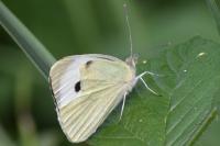 Pieris brassicae