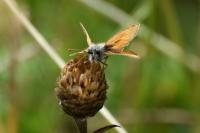 Thymelicus sylvestris