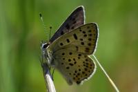 Lycaena tityrus