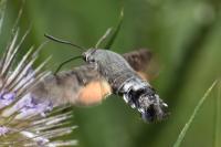 Macroglossum stellatarum