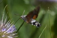 Macroglossum stellatarum