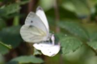 Pieris napi