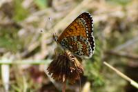 Melitaea cinxia